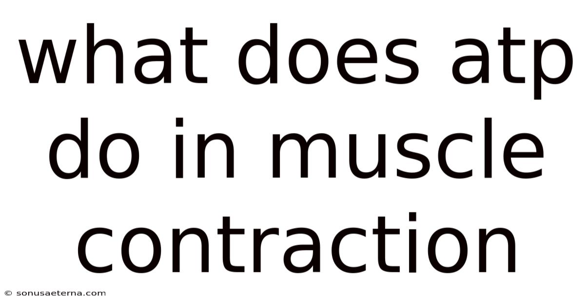 What Does Atp Do In Muscle Contraction