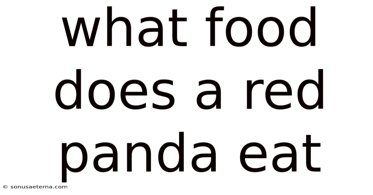 What Food Does A Red Panda Eat