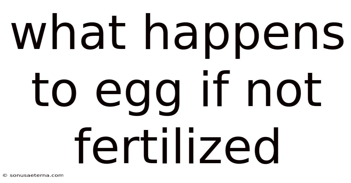 What Happens To Egg If Not Fertilized
