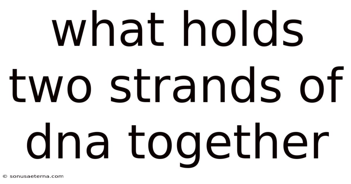 What Holds Two Strands Of Dna Together