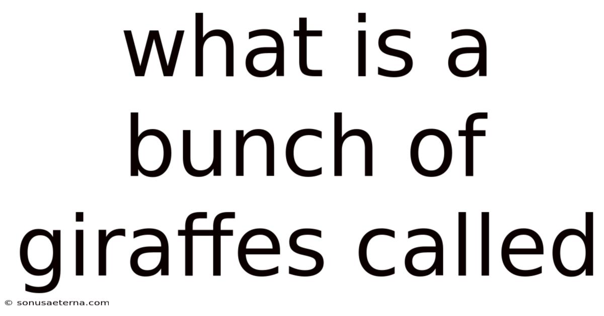 What Is A Bunch Of Giraffes Called