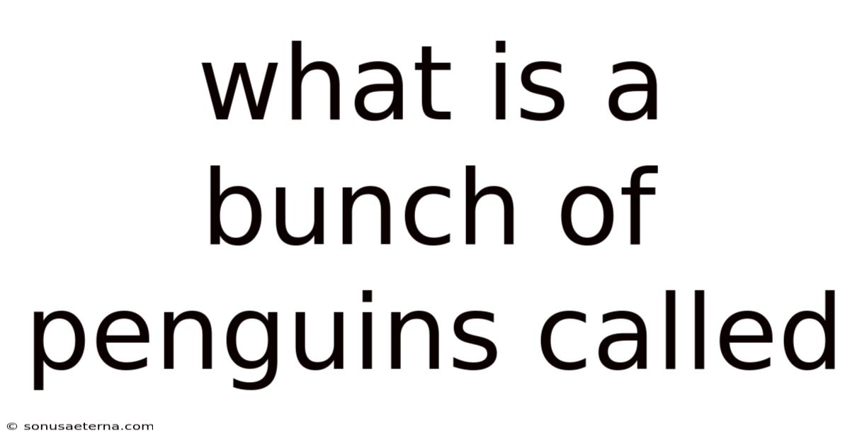 What Is A Bunch Of Penguins Called