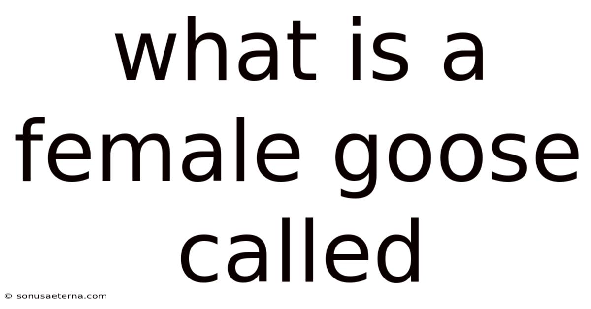 What Is A Female Goose Called