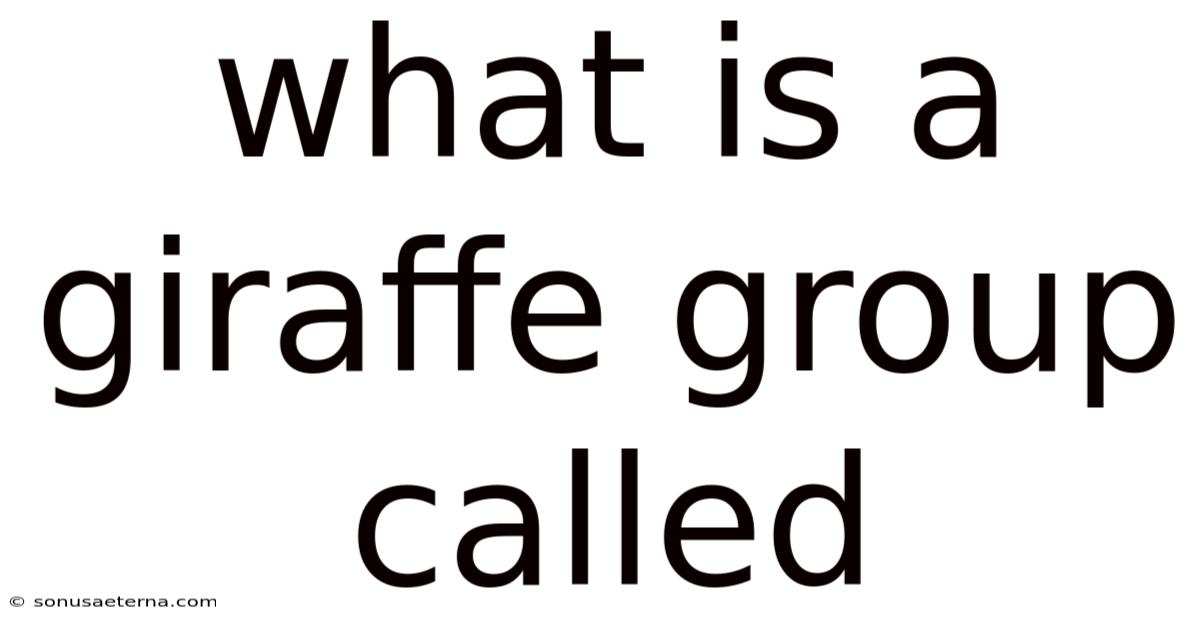 What Is A Giraffe Group Called