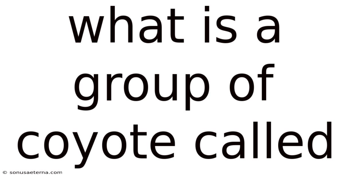 What Is A Group Of Coyote Called