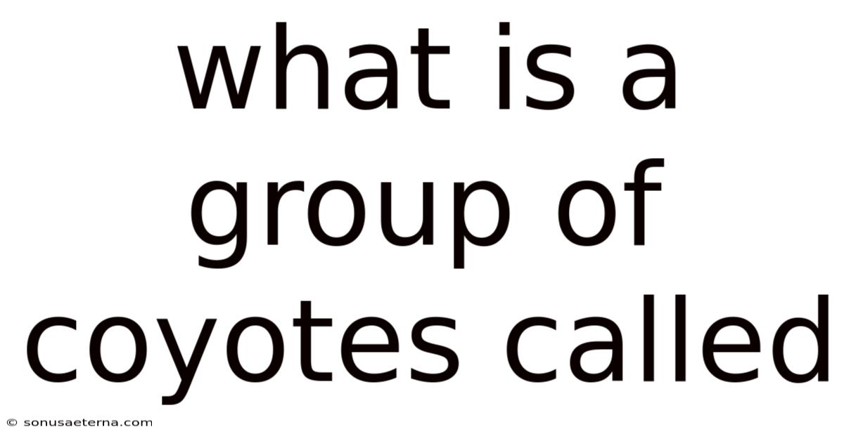 What Is A Group Of Coyotes Called