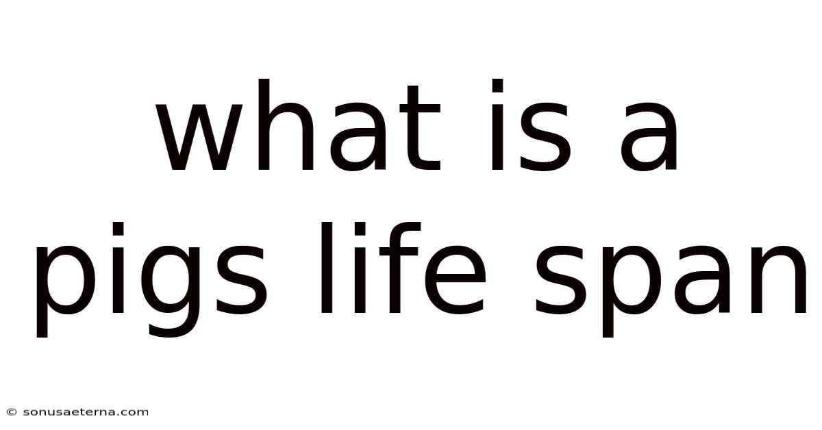 What Is A Pigs Life Span