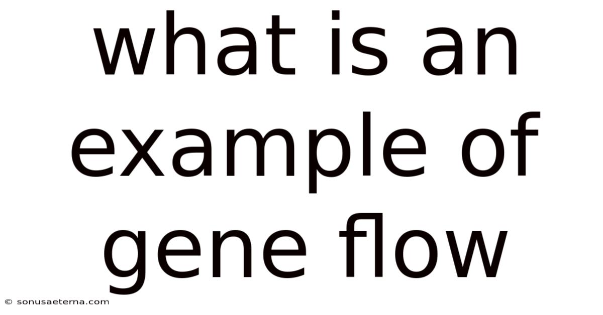 What Is An Example Of Gene Flow