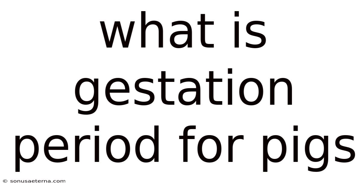 What Is Gestation Period For Pigs