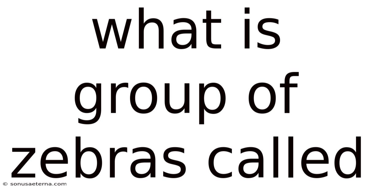 What Is Group Of Zebras Called
