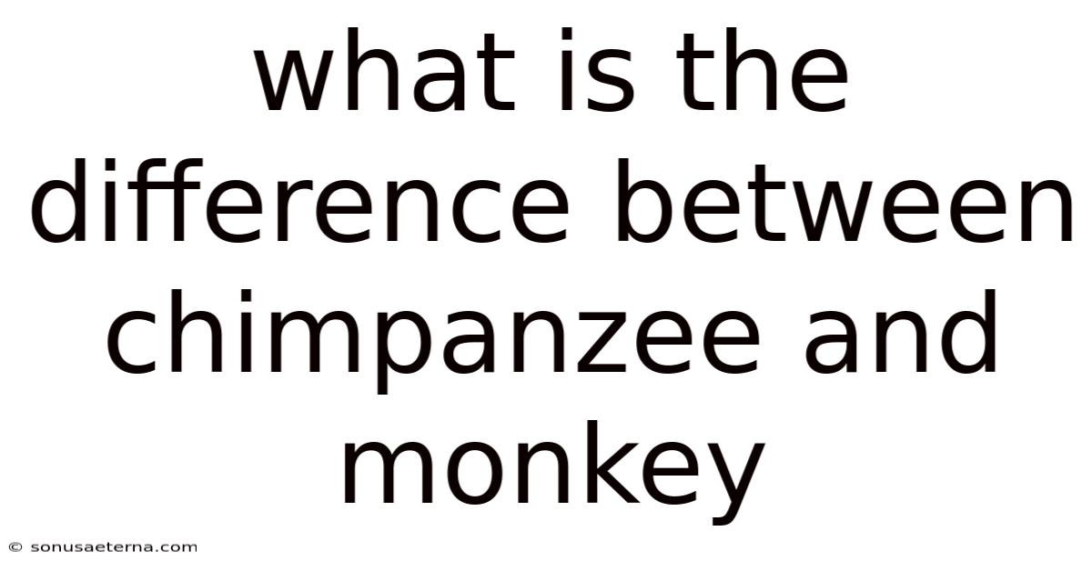 What Is The Difference Between Chimpanzee And Monkey