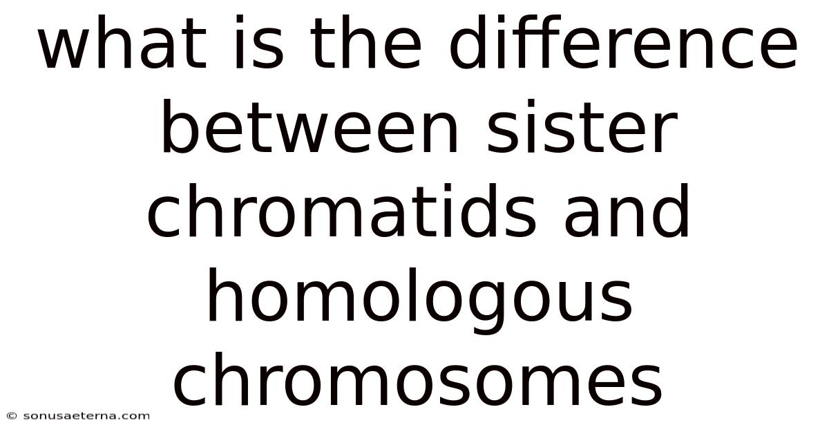 What Is The Difference Between Sister Chromatids And Homologous Chromosomes