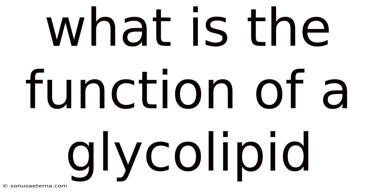 What Is The Function Of A Glycolipid