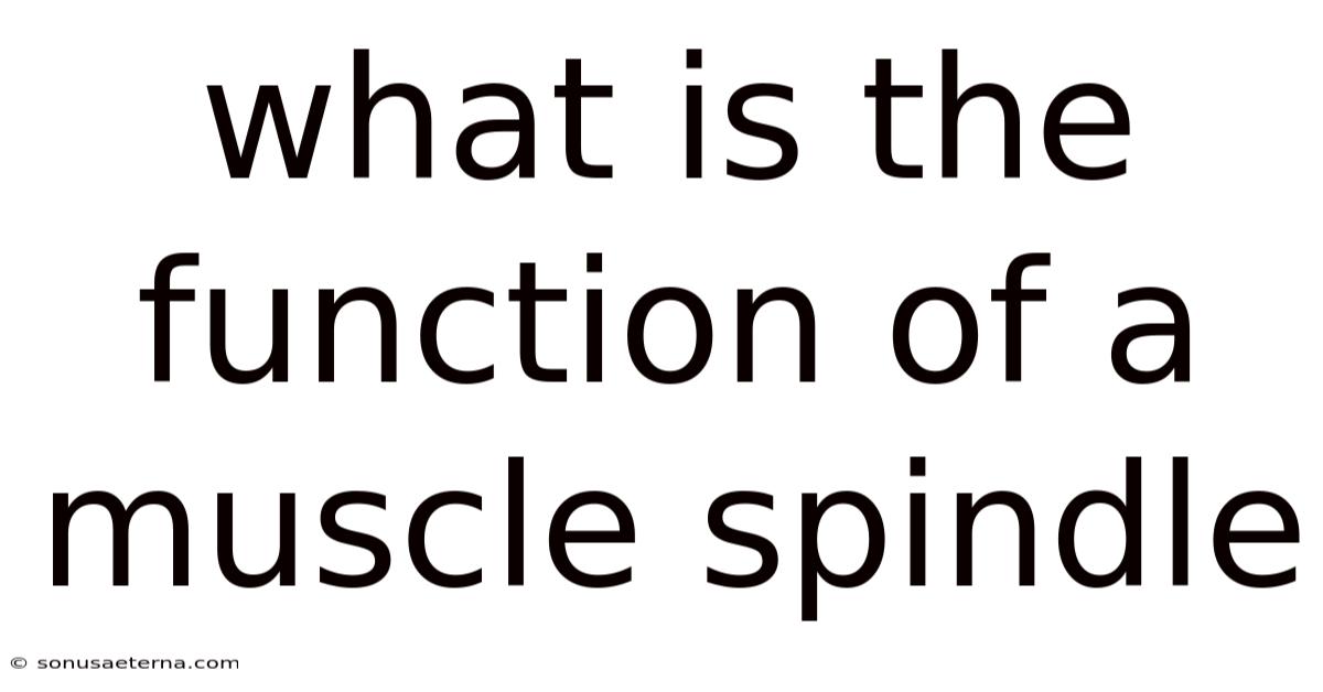 What Is The Function Of A Muscle Spindle
