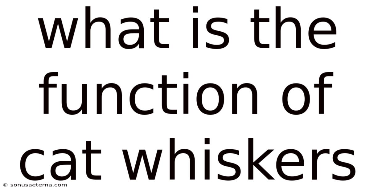 What Is The Function Of Cat Whiskers