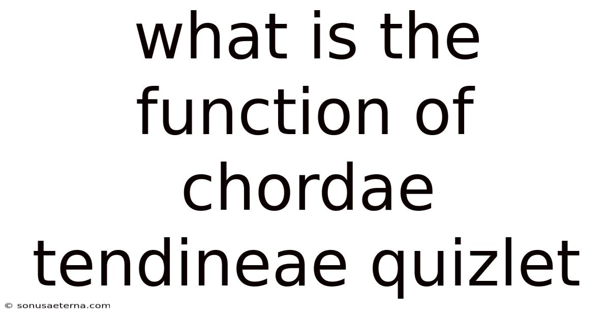 What Is The Function Of Chordae Tendineae Quizlet