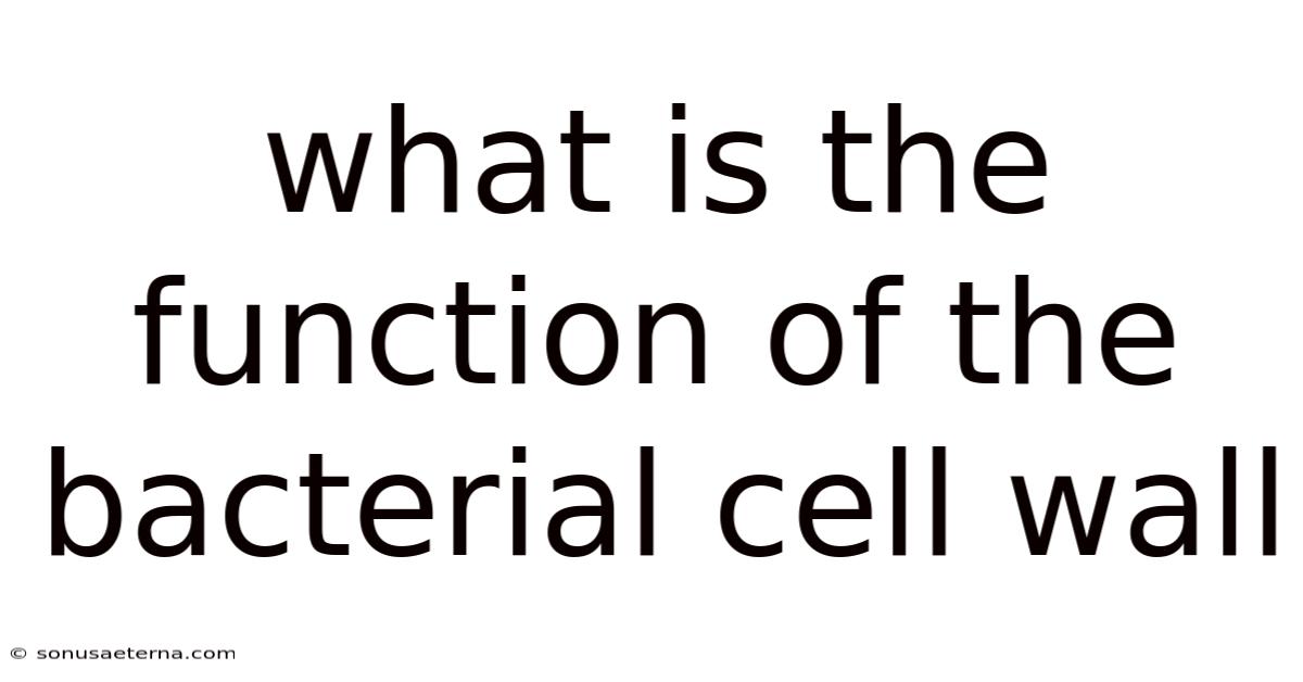 What Is The Function Of The Bacterial Cell Wall