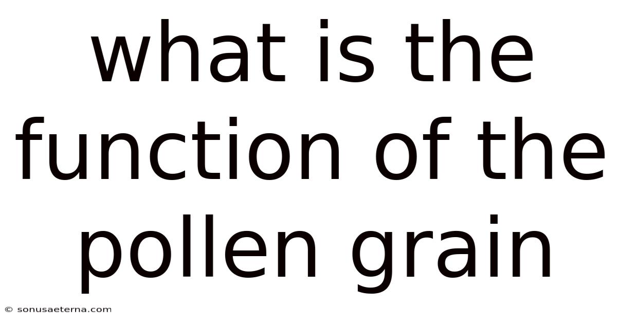 What Is The Function Of The Pollen Grain