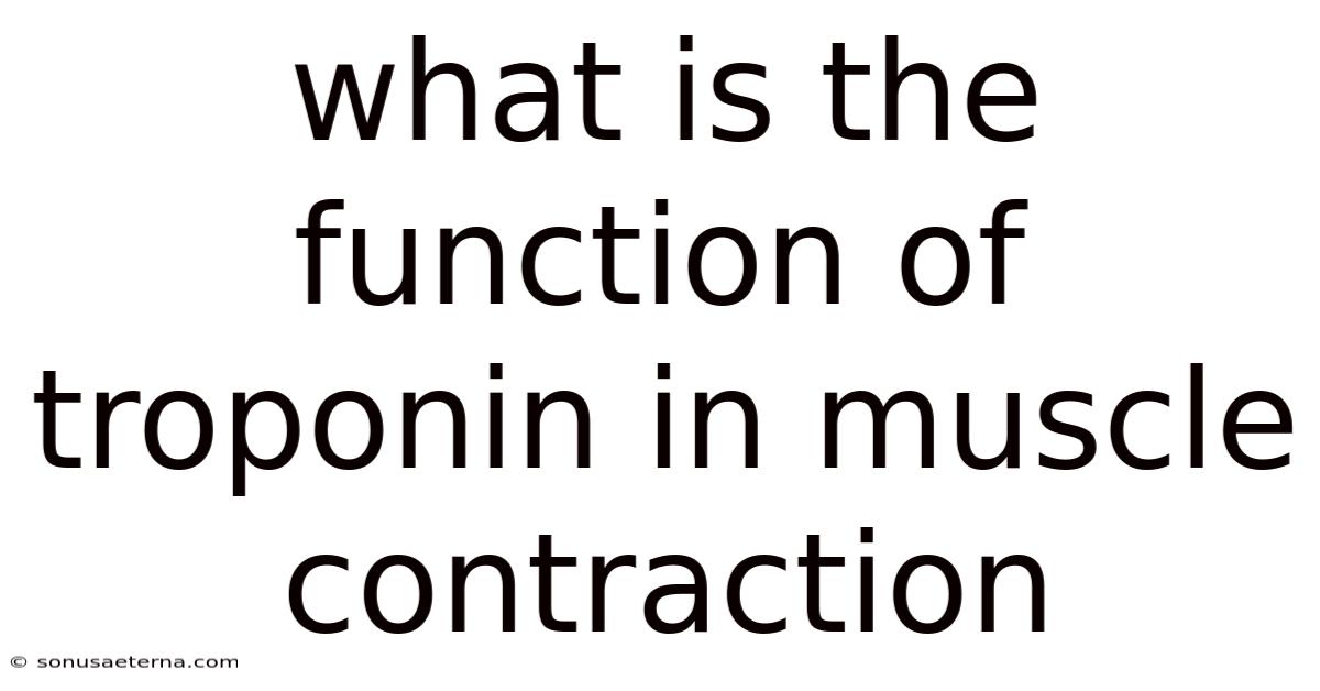 What Is The Function Of Troponin In Muscle Contraction