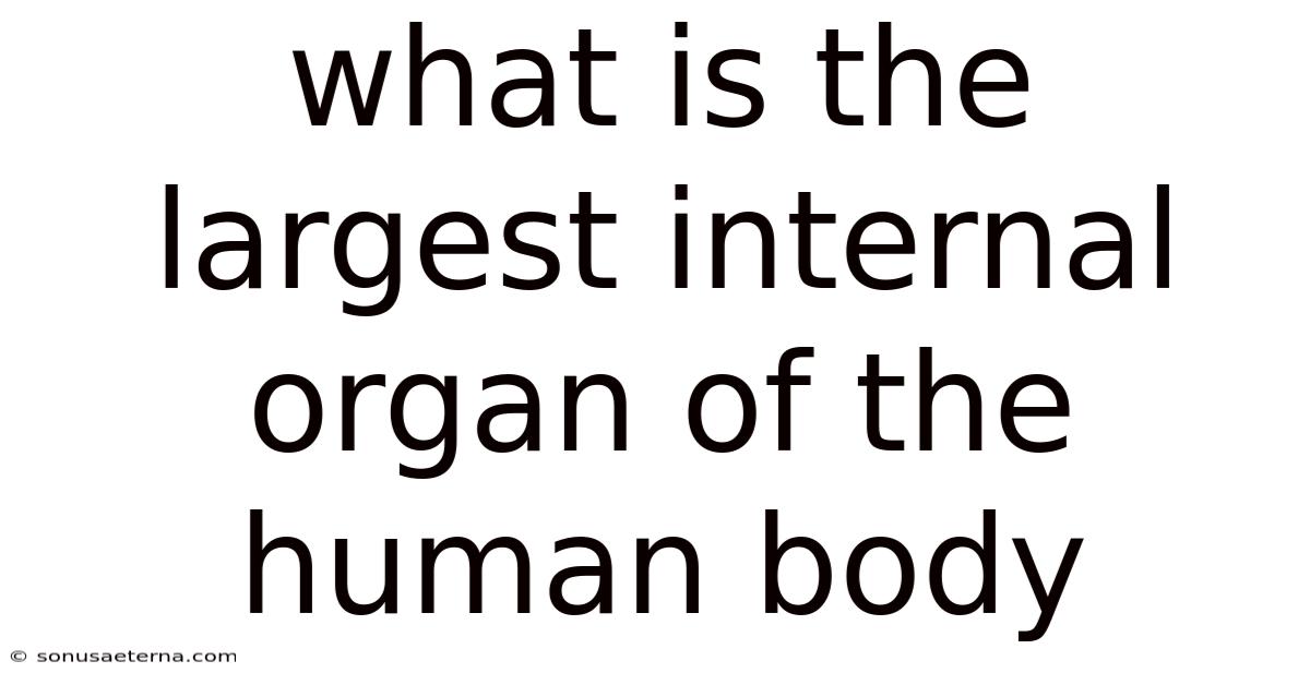 What Is The Largest Internal Organ Of The Human Body