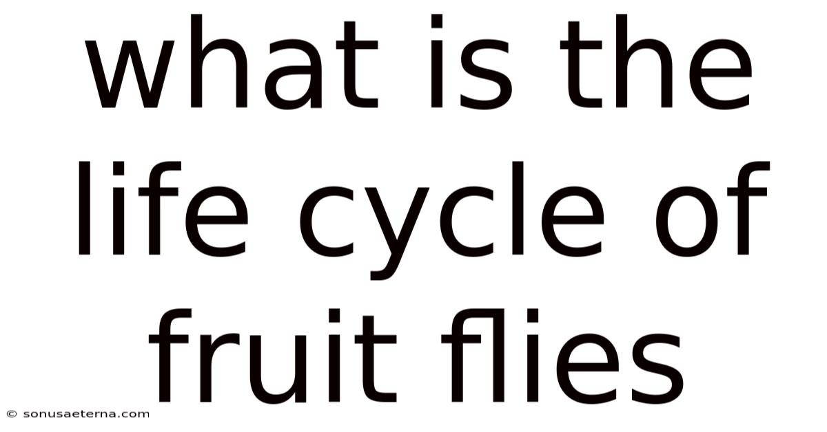 What Is The Life Cycle Of Fruit Flies
