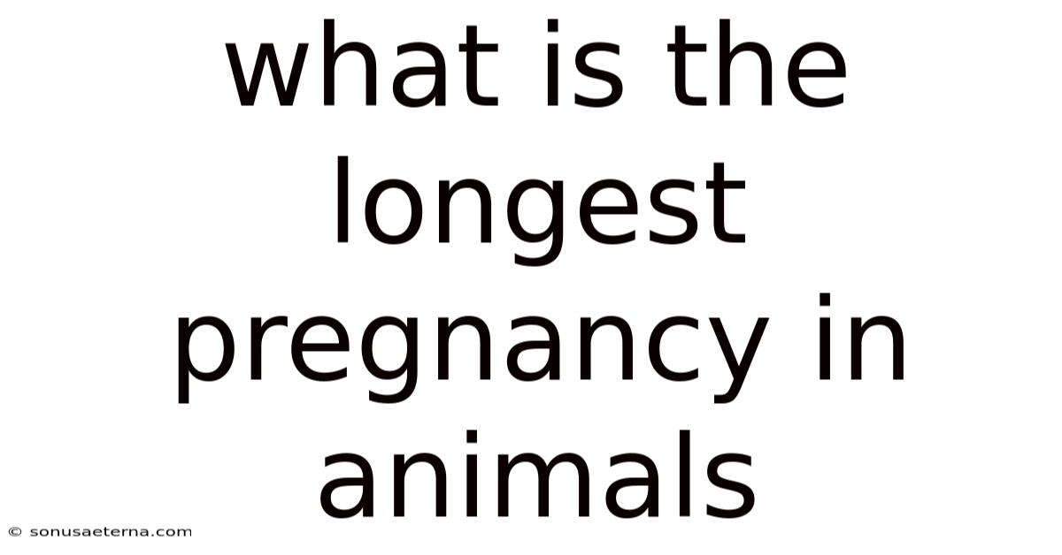What Is The Longest Pregnancy In Animals