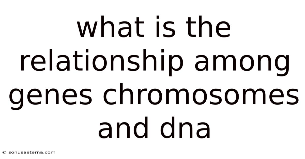 What Is The Relationship Among Genes Chromosomes And Dna