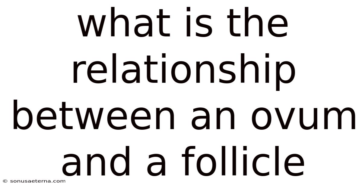 What Is The Relationship Between An Ovum And A Follicle
