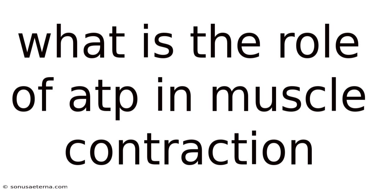 What Is The Role Of Atp In Muscle Contraction