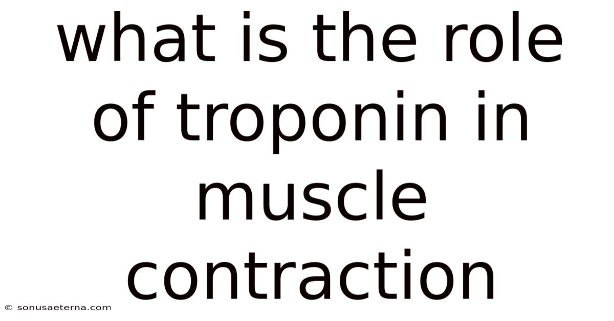What Is The Role Of Troponin In Muscle Contraction