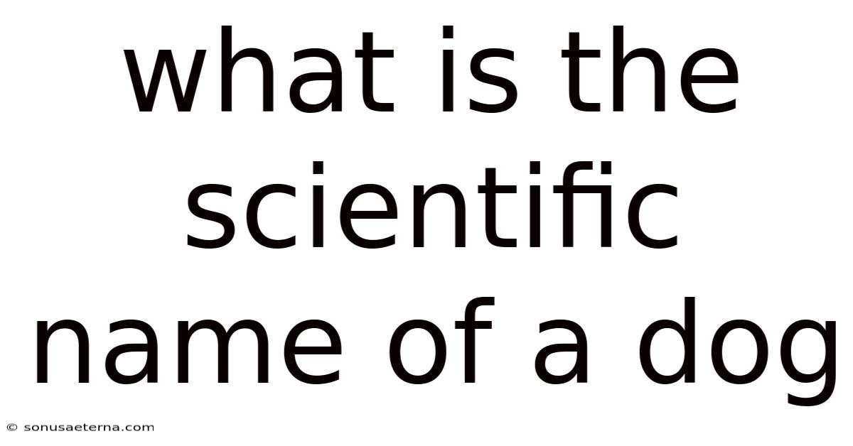 What Is The Scientific Name Of A Dog