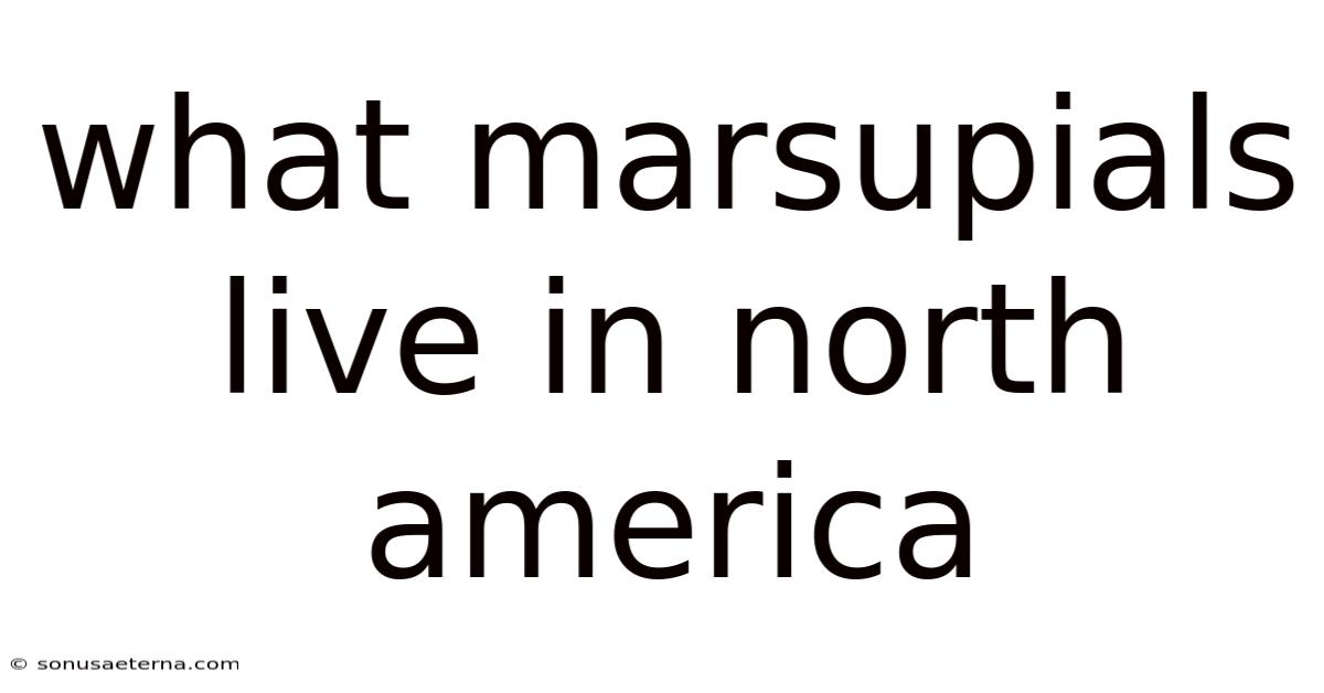 What Marsupials Live In North America