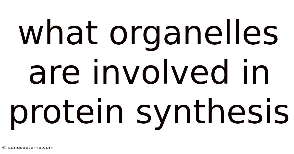 What Organelles Are Involved In Protein Synthesis