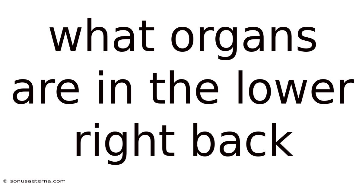 What Organs Are In The Lower Right Back