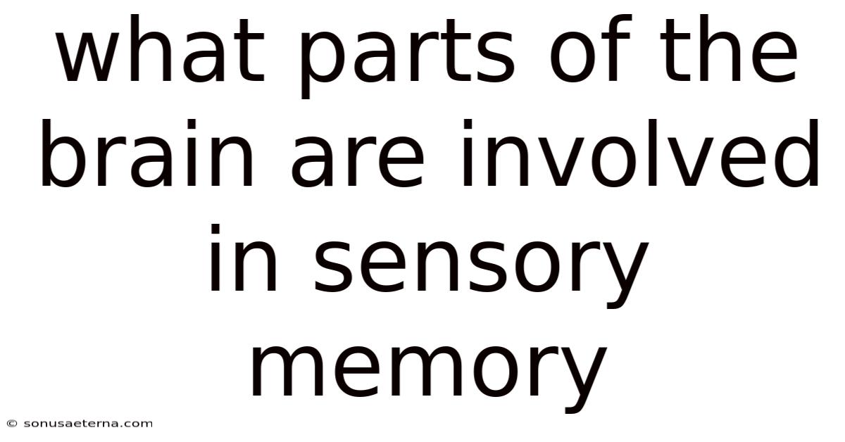 What Parts Of The Brain Are Involved In Sensory Memory