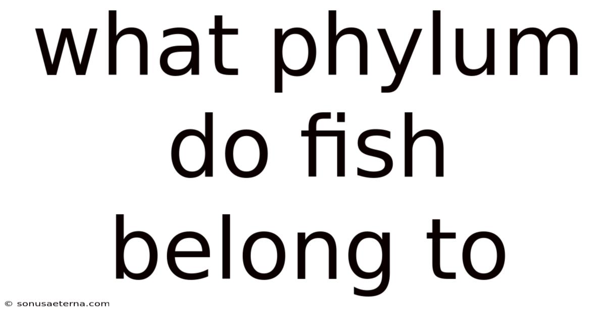 What Phylum Do Fish Belong To