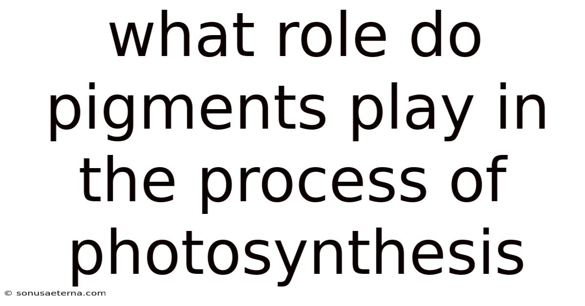 What Role Do Pigments Play In The Process Of Photosynthesis