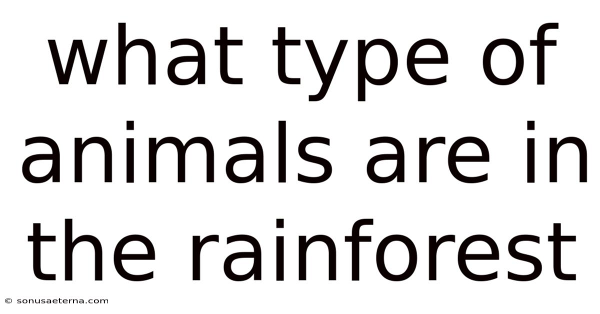 What Type Of Animals Are In The Rainforest