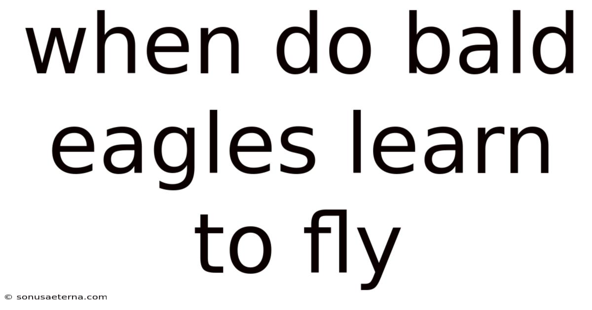 When Do Bald Eagles Learn To Fly