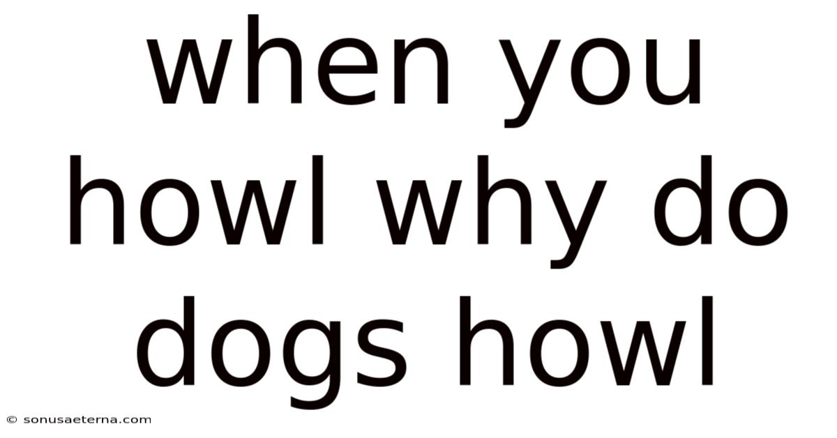 When You Howl Why Do Dogs Howl
