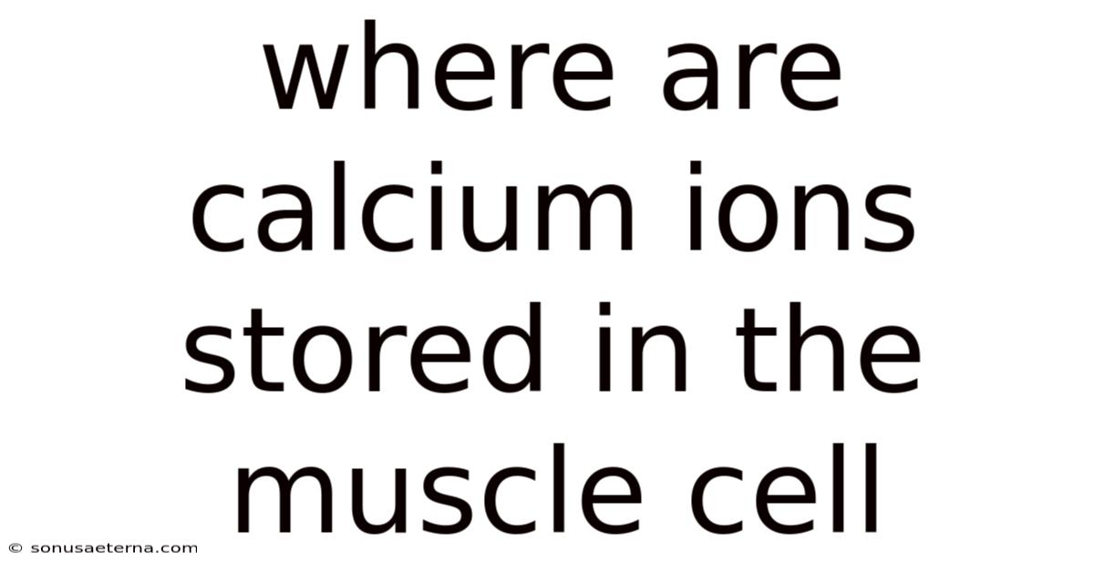 Where Are Calcium Ions Stored In The Muscle Cell