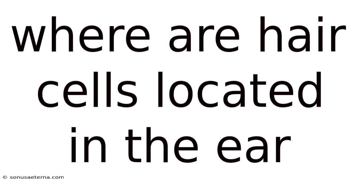 Where Are Hair Cells Located In The Ear