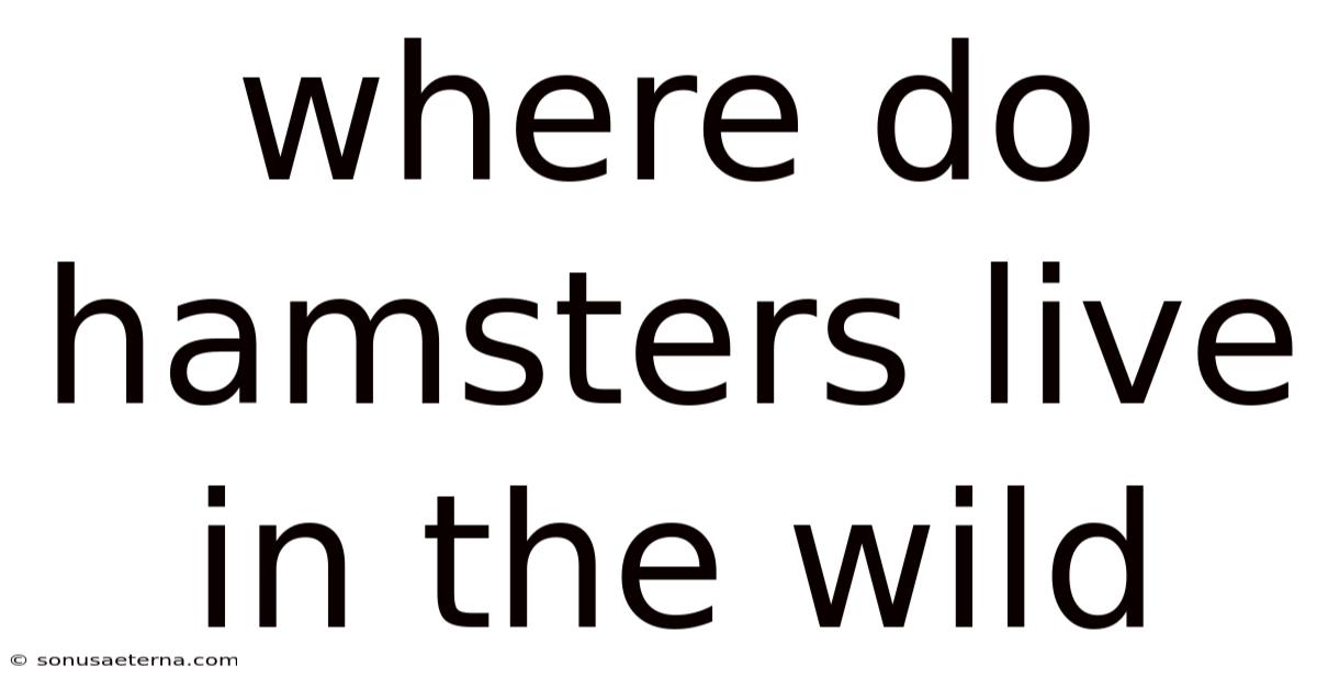 Where Do Hamsters Live In The Wild