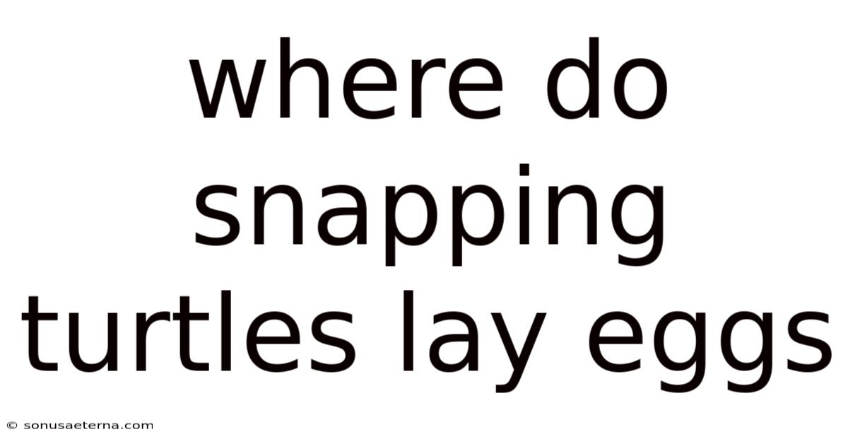 Where Do Snapping Turtles Lay Eggs