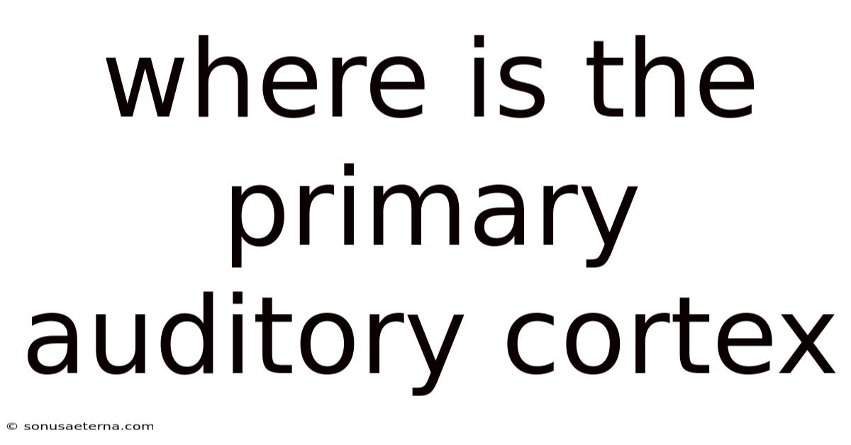 Where Is The Primary Auditory Cortex