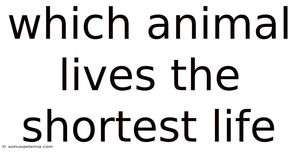 Which Animal Lives The Shortest Life