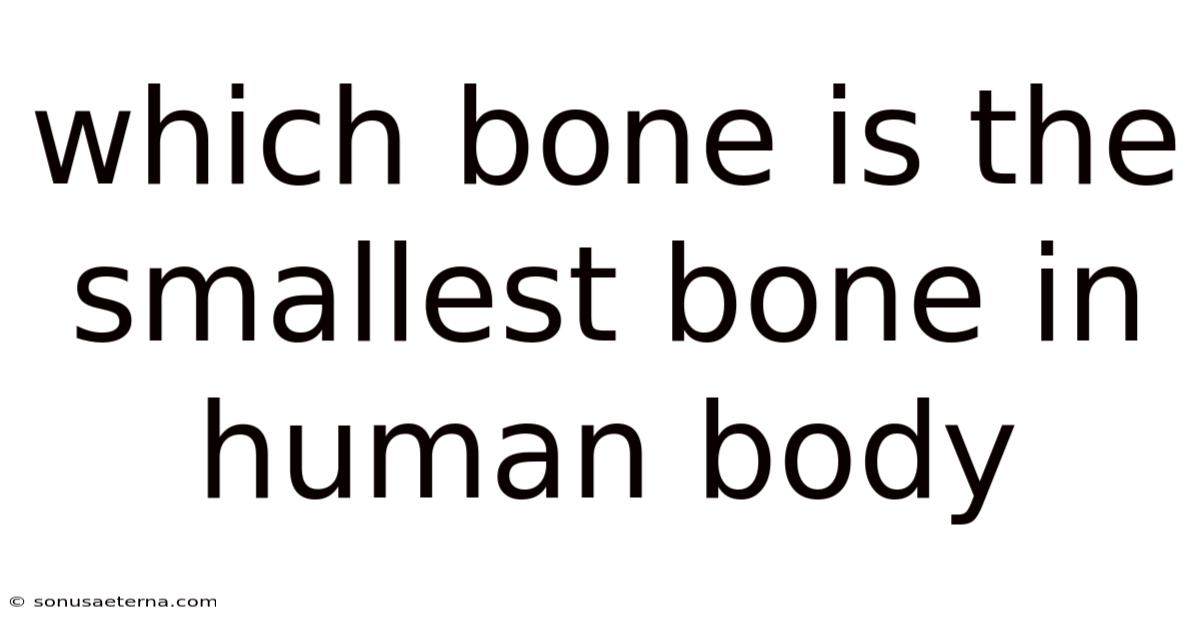 Which Bone Is The Smallest Bone In Human Body