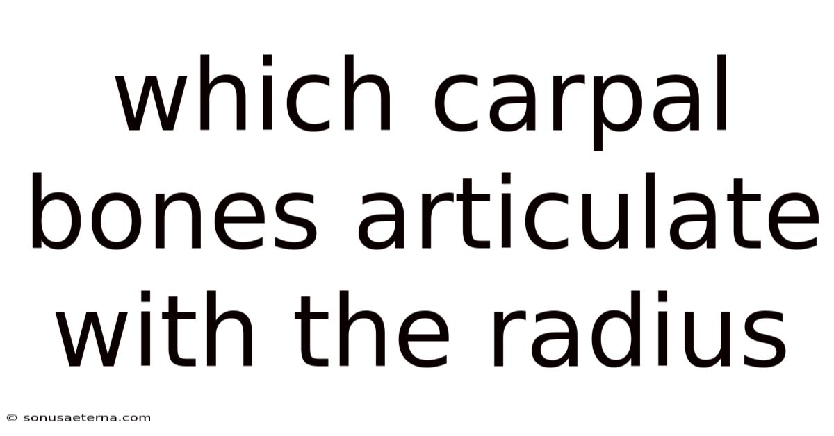 Which Carpal Bones Articulate With The Radius