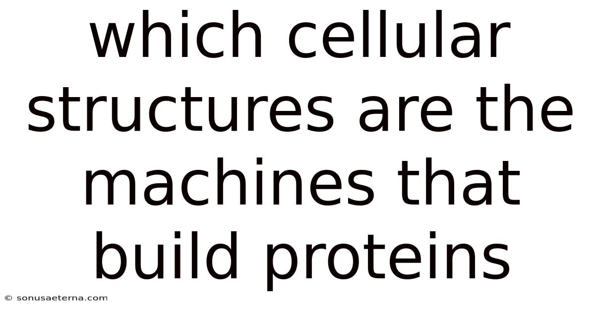 Which Cellular Structures Are The Machines That Build Proteins