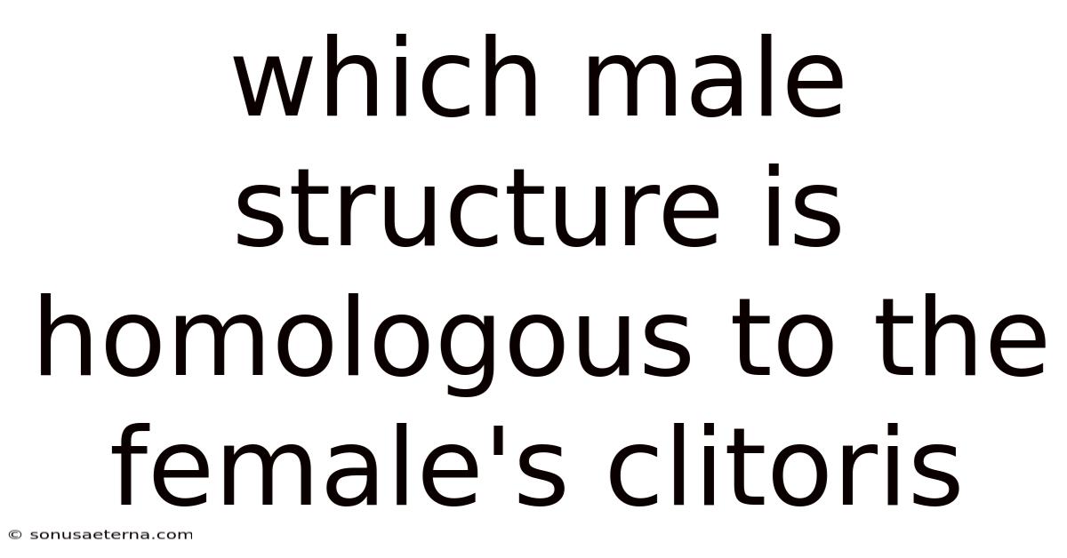 Which Male Structure Is Homologous To The Female's Clitoris
